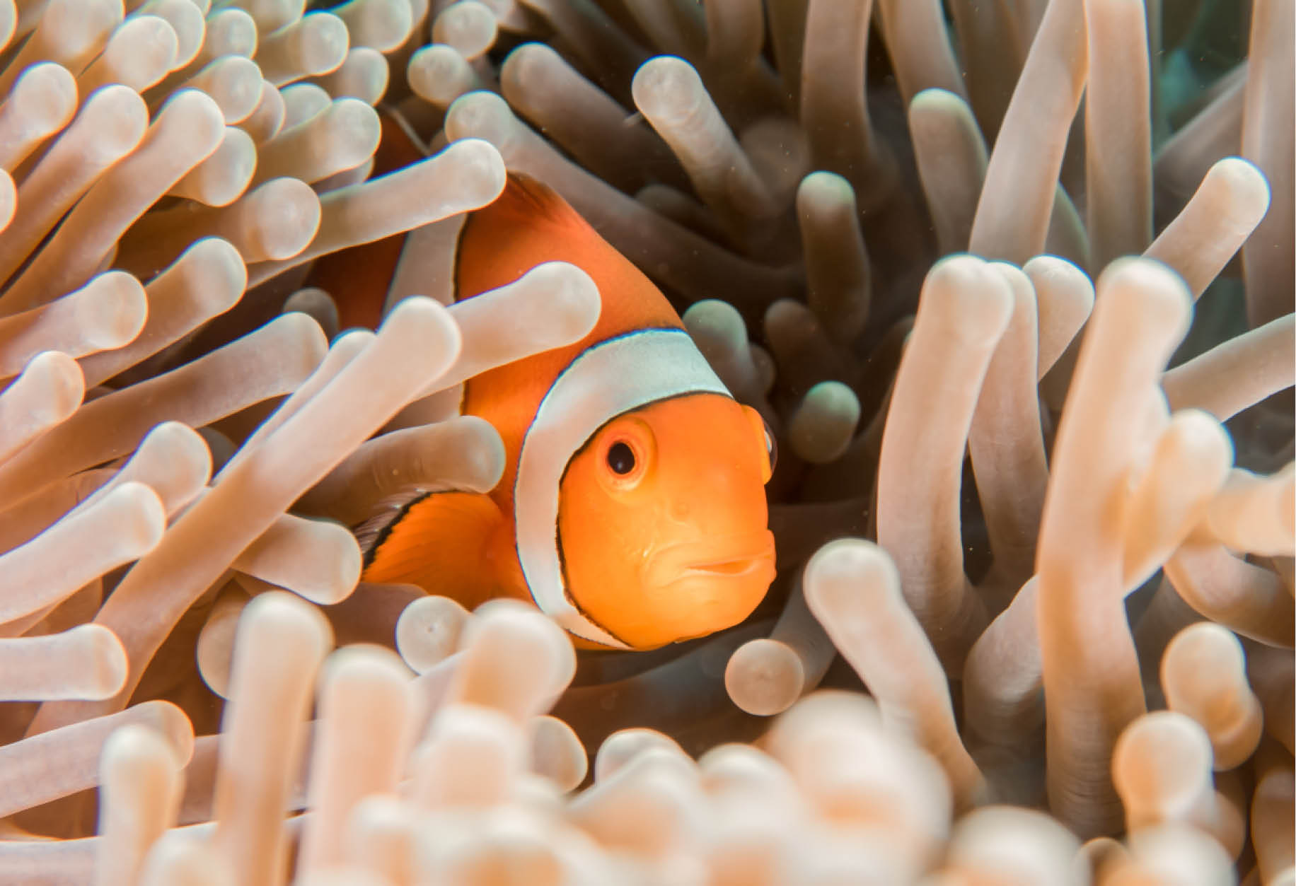 clown fish coral pemuteran north bali things to do